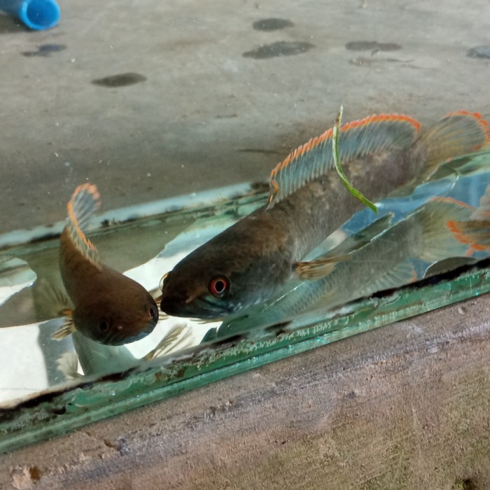 Terlaris Satu Pasang Canna Limbata Uk -+15Cm