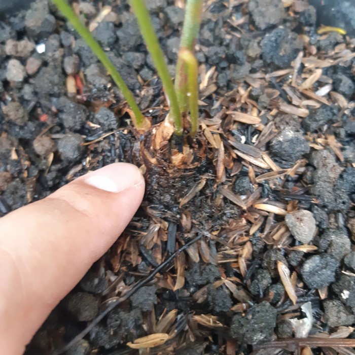PROMO ZAMIA FURFURACEA VARIGATA F1 TERLARIS