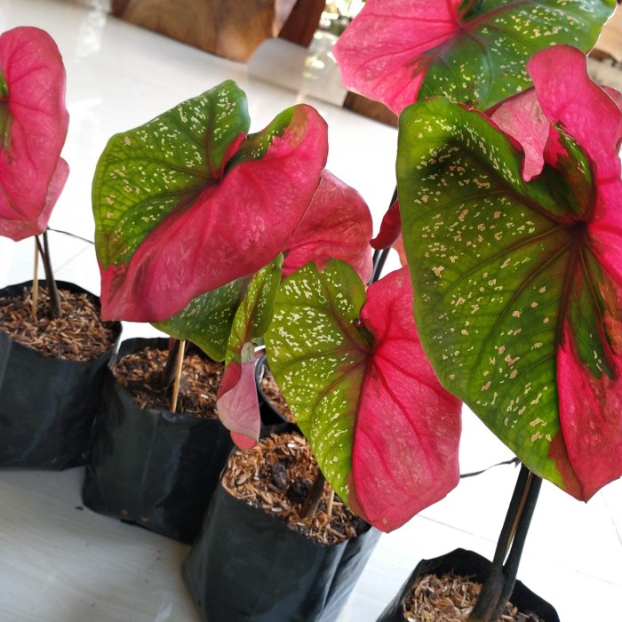 HOT SALE PROMO TANAMAN HIAS KELADI BARET - CALADIUM RED BARET - KELADI BARET TERMURAH