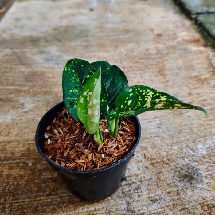 PROMO AGLAONEMA RUBY COMPACTA TERBARU