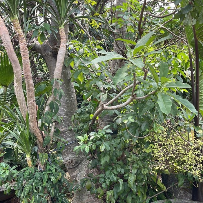 PROMO TANAMAN POHON BAOBAB TERLARIS