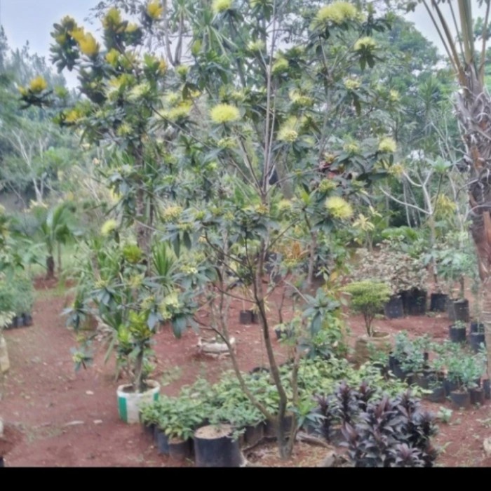 MUST HAVE TANAMAN HIAS SANTOS LEMON TINGGI 2 METER TERBARU