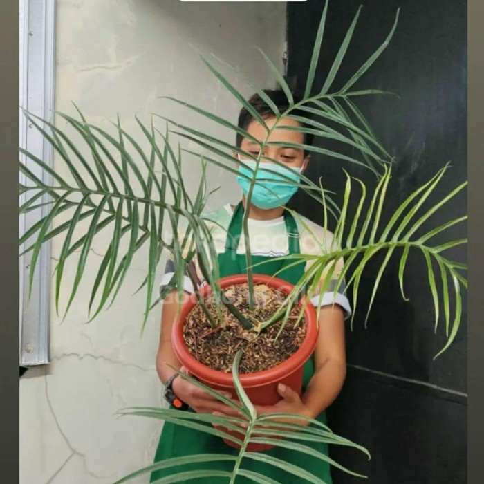 DISKON SPESIAL PHILODENDRON / PHILO TORTUM SIZE JUMBO TERLARIS