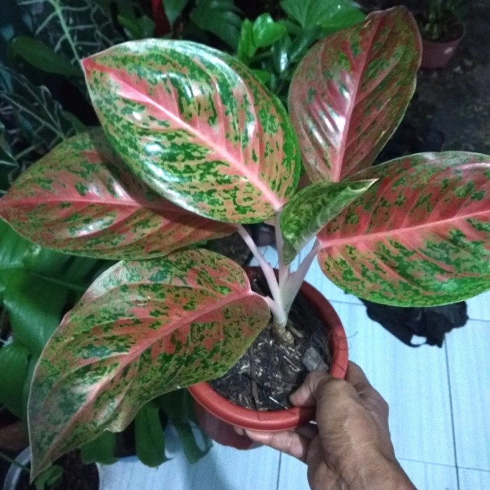 HOT SALE TANAMAN HIAS AGLONEMA SEXY PINK+POT TERLARIS