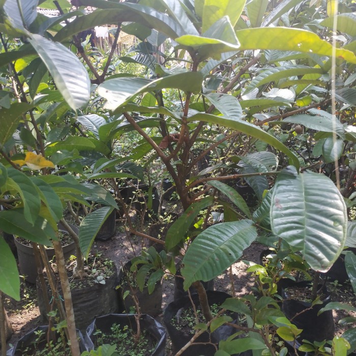 PROMO POHON BUAH GOWOK KUPA ASAL CANGKOKAN TERBARU