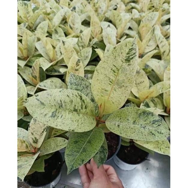 PROMO TANAMAN HIAS FICUS ELASTICA SHIVEREANA TERLARIS