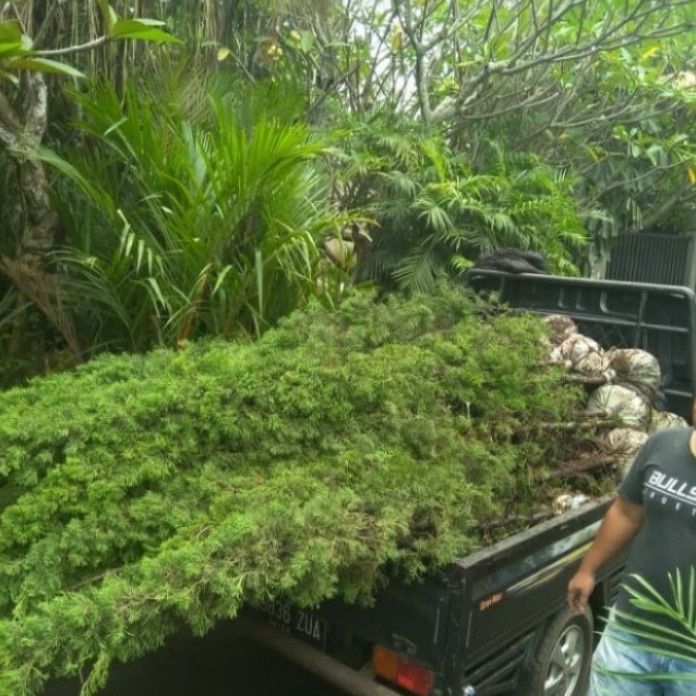 PROMO TANAMAN HIAS CEMARA LILIN / CEMARA LILIN 2 METER TERMURAH