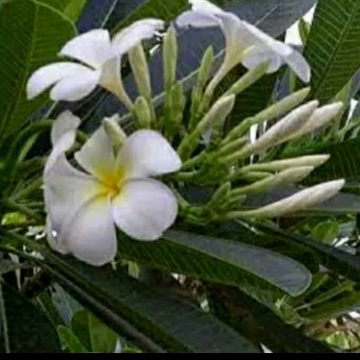 FLASH SALE POHON KAMBOJA BALI BUNGA PUTIH TINGGI 3 METER TERBARU