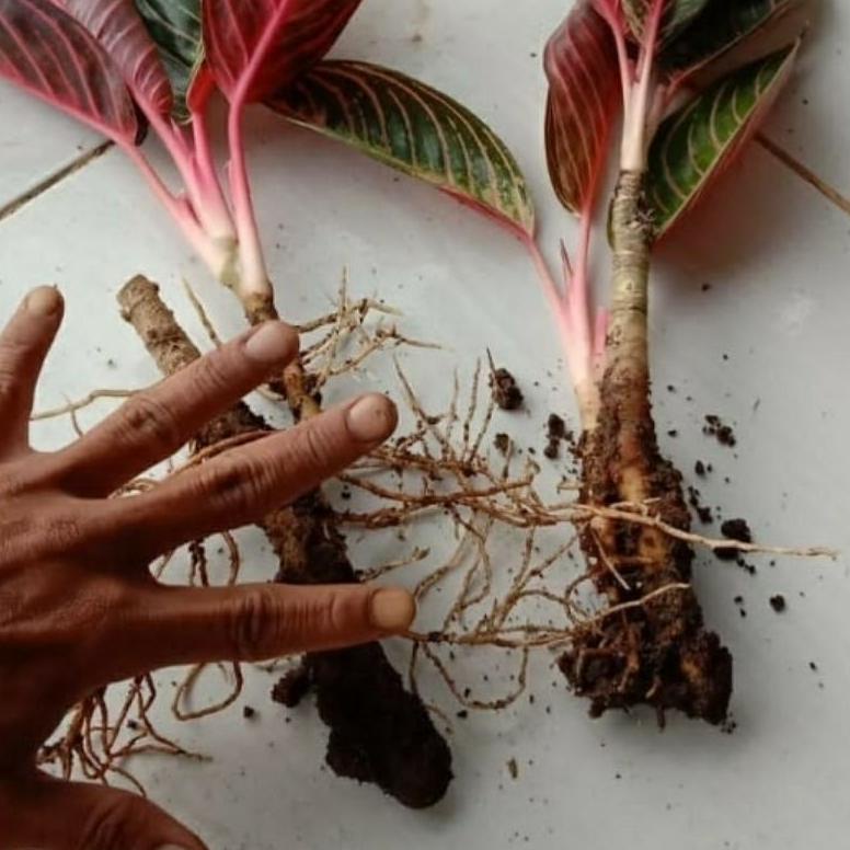 Terbaik Anakan Bunga Aglonema Anakan Red Sumatra Msx