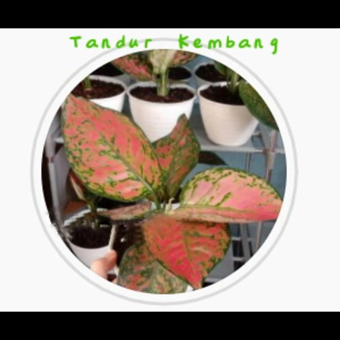 MUST HAVE PAKET TANAMAN KA SCHATZI ARUMI TERMURAH