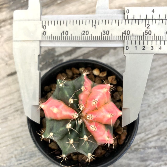 FLASH SALE KAKTUS GYMNO MIHANOVICII HYBRID CACTUS GYMNOCALYCIUM MIHA HYBRID TERMURAH