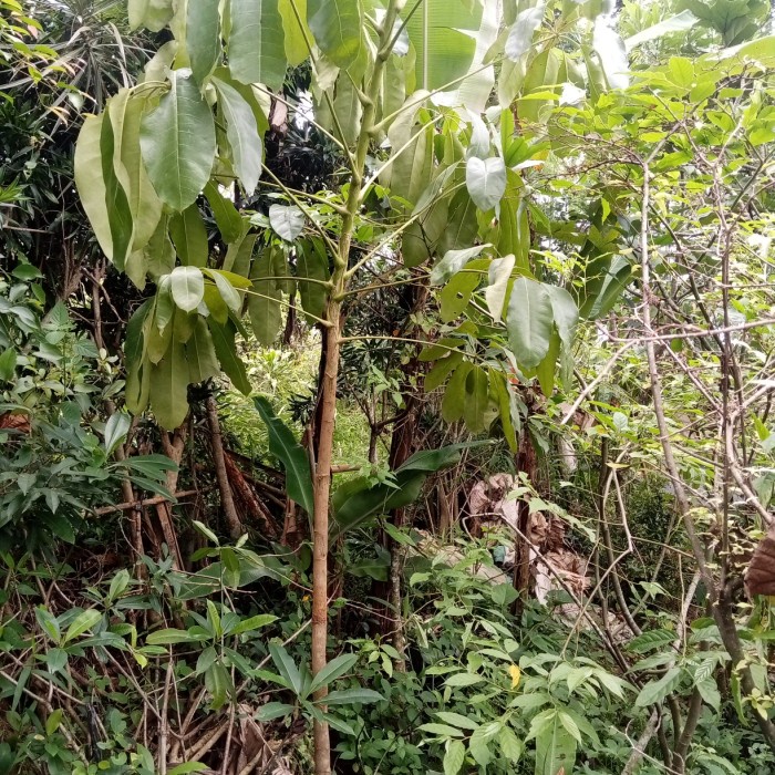 PROMO TANAMAN HIAS WALISONGO DAUN LEBAR TINGGI 2 METER TERLARIS