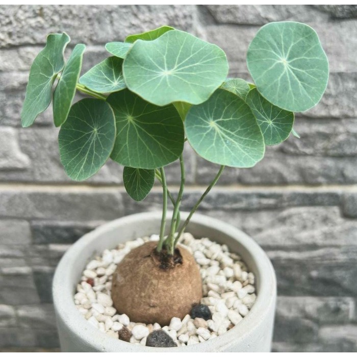 HOT SALE STEPHANIA ERECTA CAUDEX ASLI IMPOR THAILAND KAKTUS SUKULEN UNIK TERMURAH