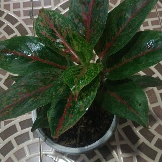 PROMO INDUKAN AGLONEMA HOT LADY TERBARU