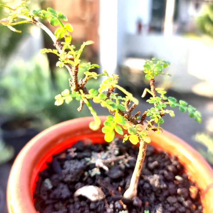 MUST HAVE OPERCULICARYA BOREALIS LARGER FROM SEED TERLARIS