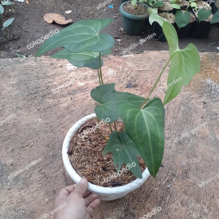MUST HAVE ANTHURIUM MACROLOBIUM TERMURAH
