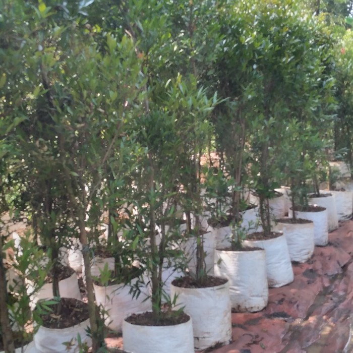 PROMO!!! POHON PUCUK MERAH TINGGI 2 METER TERLARIS