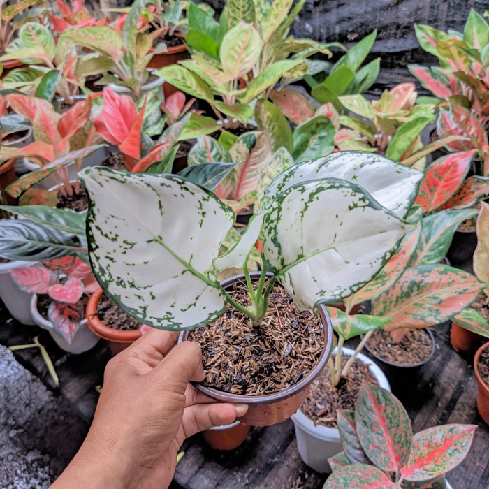 PROMO AGLONEMA SUPER WHITE TERMURAH