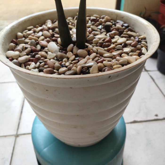 HOT SALE ZAMIA BLACK/ZAMIA RAVEN TERLARIS