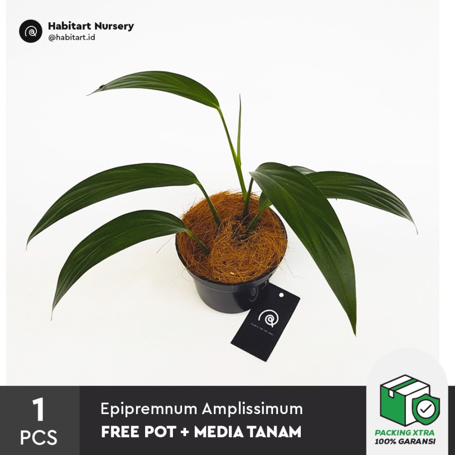 Habitart Nursery - Tanaman Hias Epipremnum amplissimum + Gratis Pot dan Media Tanam