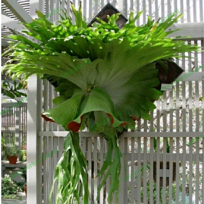 Best Seller Platycerium Wandae Tanduk Rusa Kadaka Tanduk Rusa Ukuran Sedang