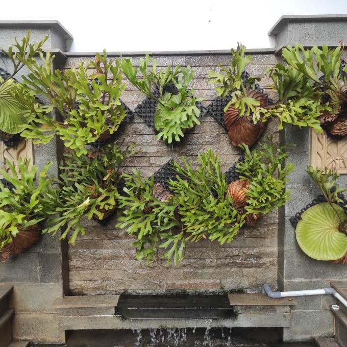 Terbaru Platycerium Ridleyi / Platycerium