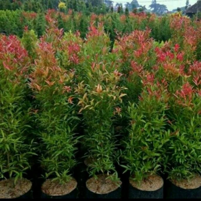 New Bibit Pucuk Merah Tinggi 1 Meter/ Bibit Pohon Pucuk Merah 1 Meter