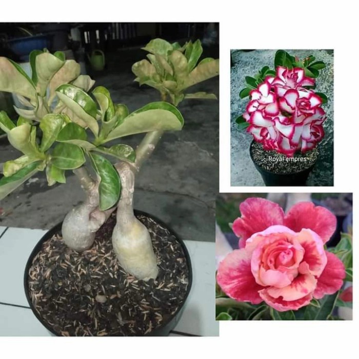 PROMO SIZE C 2 ID ADENIUM BUNGA TUMPUK TERMURAH