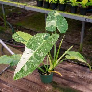 FLASH SALE PHILODENDRON JOSE BUONO VARIEGATA/PHILO JOSE BUONO VARIGATA TERMURAH