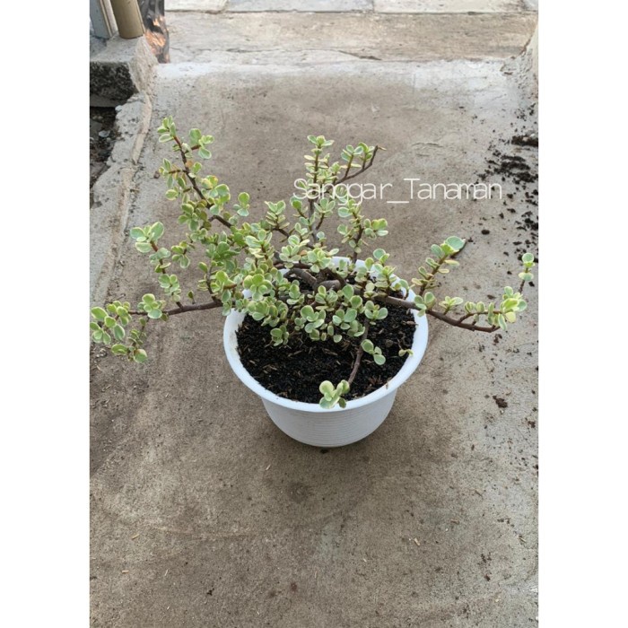 PROMO TANAMAN HIAS PORTULACARIA AFRA / SCULENT JADE PLANT MARGATA TERMURAH