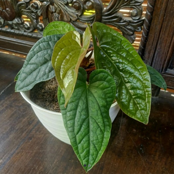 DISKON SPESIAL TANAMAN HIAS ANTHURIUM SIRIH DAUN BESAR TERMURAH