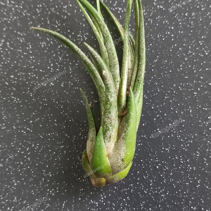 PROMO TILLANDSIA SHRIMP COCKTAIL TERBARU