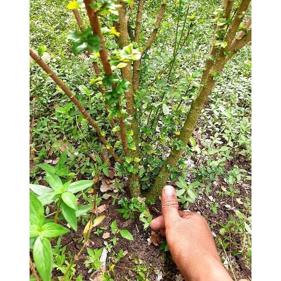 MUST HAVE SALE BAHAN BONSAI MIRTEN DURI BONGGOL / MIRTEN DURI MURAH TERBARU