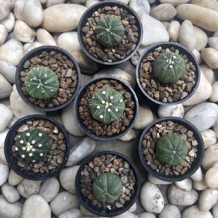 MUST HAVE TERLARIS KAKTUS ASTRO ASTERIA AIBO CACTUS ASTROPHYTUM ASTERIAS OIBO TERBARU