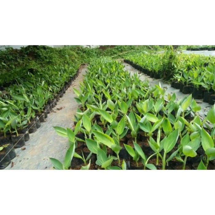 MUST HAVE SALE PROMO TAHUN BARU BIBIT PISANG BARANGAN MERAH MEDAN KULTUR TERLARIS
