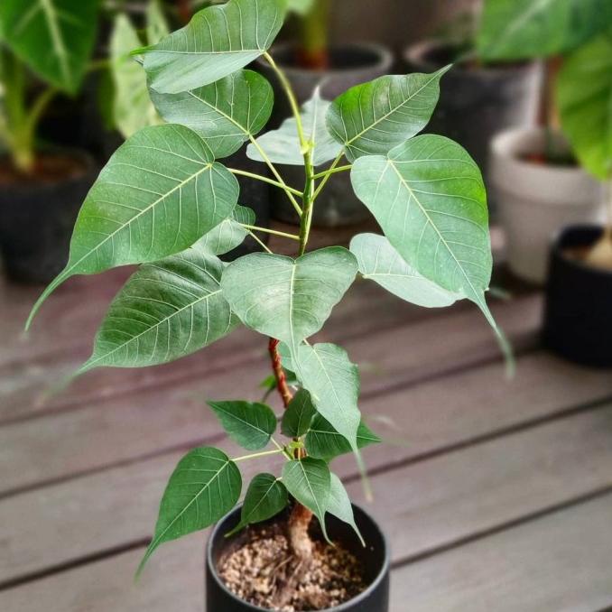 Promo Bibit Pohon Bodhi Tree (Ficus Religiosa)
