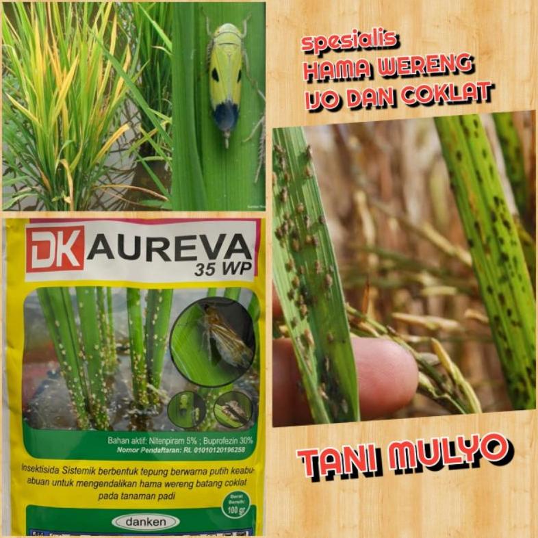 Populer Dk Aureva 35 100 Gr Wp Nitenpiram 5% + Buprofezin 30% Untuk Trips Dan Wereng 2023