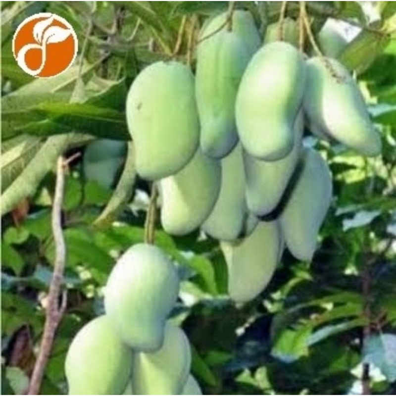 bibit pohon mangga gadung