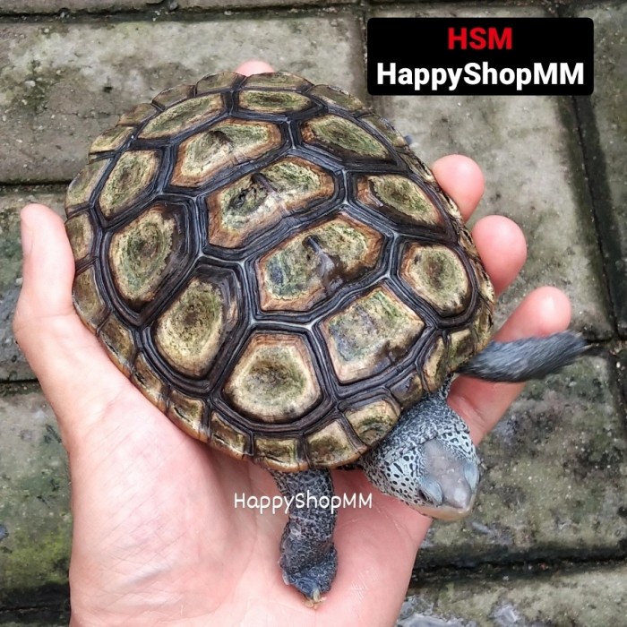 Terlaris Kura Dbt (Diamond Back Terrapin) Blue Face