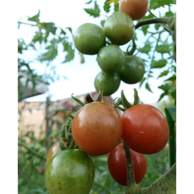 TOMAT CHERRY / BIBIT BUAH TOMAT CERI (BELI 5 GRATIS 1)