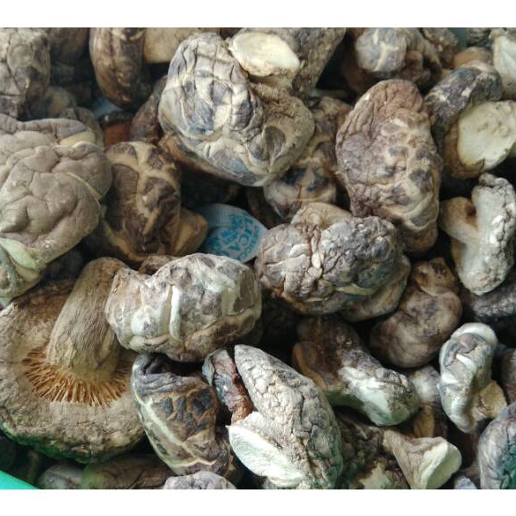 

✬Grosir RPZUZ Jamur Hioko (SU Brand) L61 Terlaku.