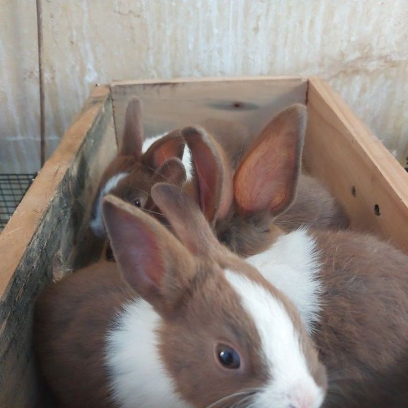 Anakan Kelinci Dutch (Coklat-Putih) Usia 1-1.5 Bulan
