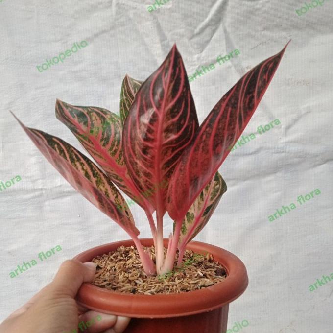 Ready aglonema red Sumatra remaja Terlaris