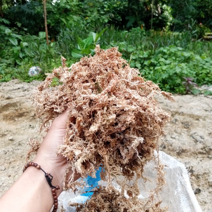 Terlaris Spaghnum Moss 1Kg Sphagnum