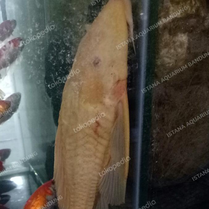 ikan sapu albino jumbo