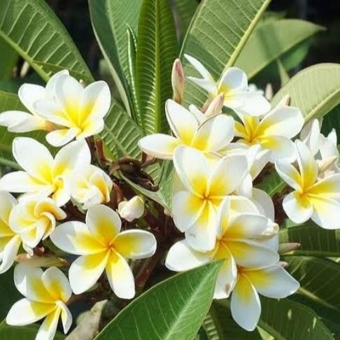 BARU  pohon kamboja putih tinggi 2 meter