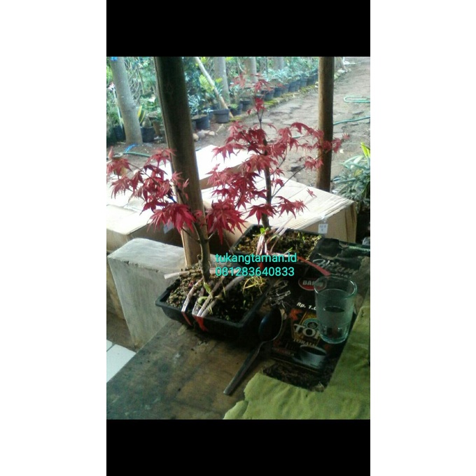 BARU  Japanese red maple - maple Jepang daun merah