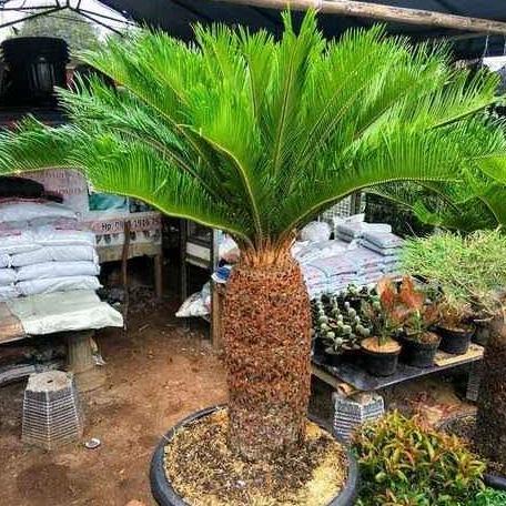 BARU  pohon palem sikas besar