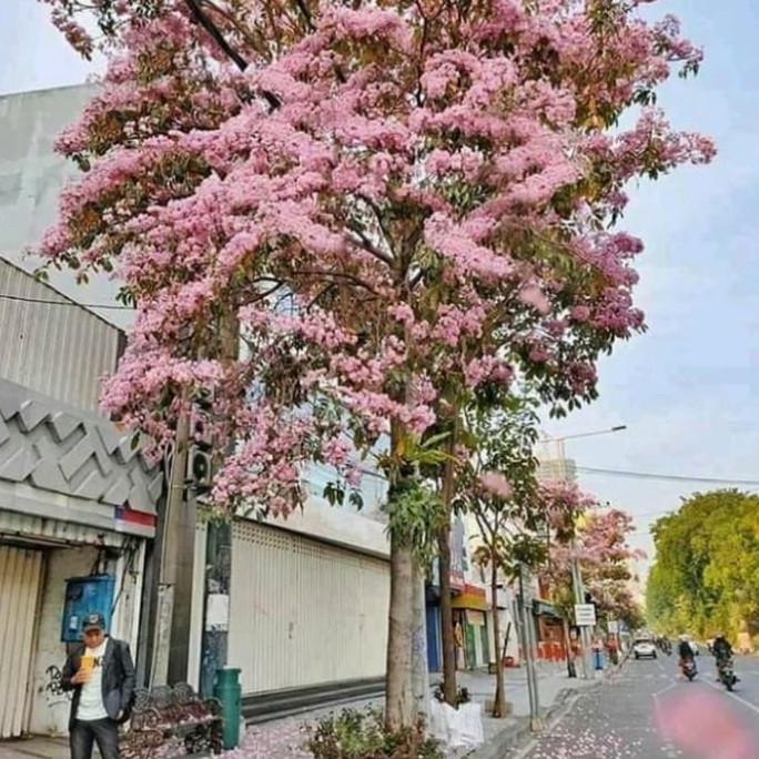 BARU  pohon tabebuya 3 meter rosea pink dan kuning