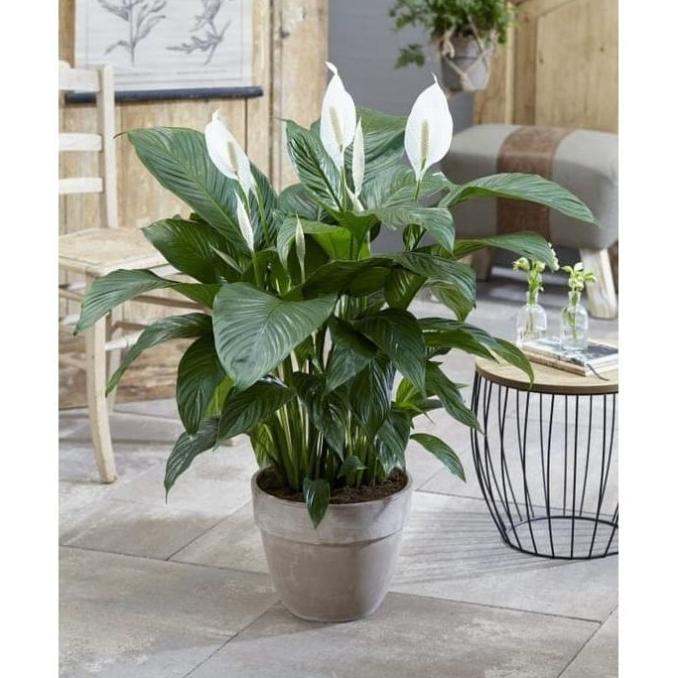 BARU  Tanaman Hias bisa Indoor Manaloa besar (Spathiphyllum wallisii)